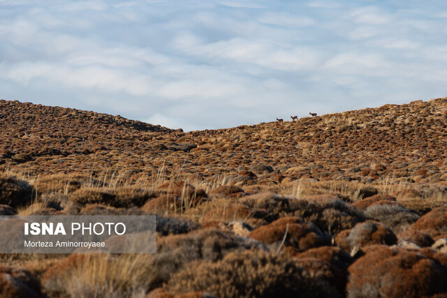 عکس تزئینی است خشکسالیهای اخیر باعث کاهش منابع غذایی طبیعی حیات وحش زنجان شده است