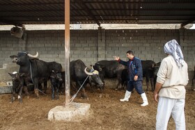 واکسیناسیون دام های سنگین علیه بیماری «لمپی اسکین» در خوزستان