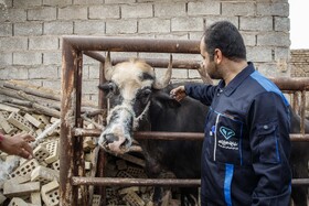 واکسیناسیون دام های سنگین علیه بیماری «لمپی اسکین» در خوزستان