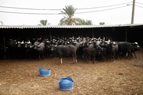 واکسیناسیون دام های سنگین علیه بیماری «لمپی اسکین» در خوزستان