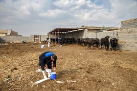 واکسیناسیون دام های سنگین علیه بیماری «لمپی اسکین» در خوزستان