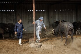 واکسیناسیون دام های سنگین علیه بیماری «لمپی اسکین» در خوزستان