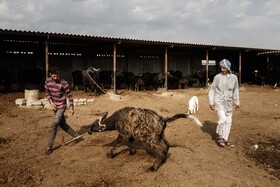 واکسیناسیون دام های سنگین علیه بیماری «لمپی اسکین» در خوزستان