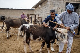 واکسیناسیون دام های سنگین علیه بیماری «لمپی اسکین» در خوزستان