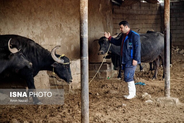 دام ناسالم خطری که میتواند سلامت انسان را به خطر اندازد