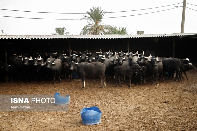 دام ناسالم خطری که میتواند سلامت انسان را به خطر اندازد
