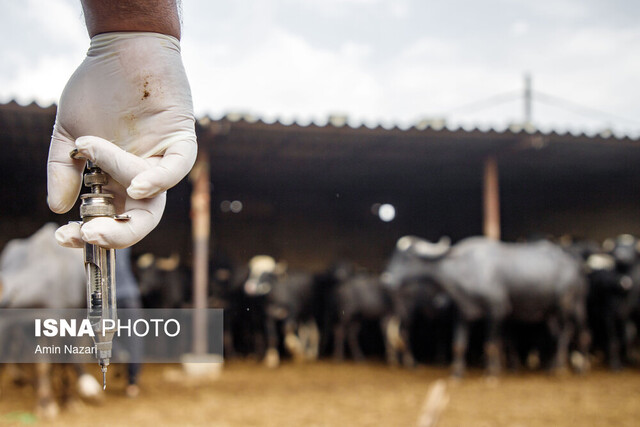 دام ناسالم خطری که میتواند سلامت انسان را به خطر اندازد