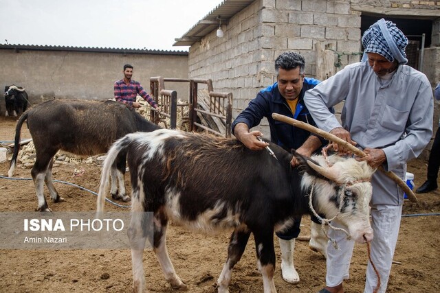 مایه‌کوبی بیش ۴ میلیون راس دام سبک و سنگین در آذربایجان غربی