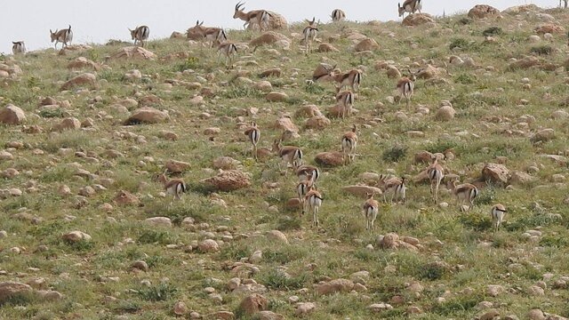 چالشها و راهکارهای حفاظت از حیات وحش در خراسان جنوبی