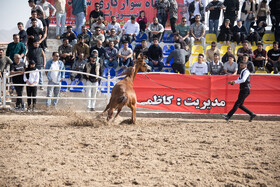 همایش کشوری زیبایی اسبان اصیل ایرانی