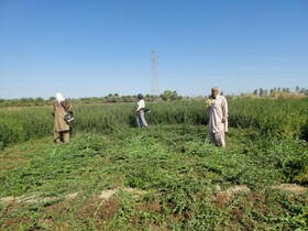 برداشت چین سوم حنا از مزارع کشاورزی شهرستان دلگان