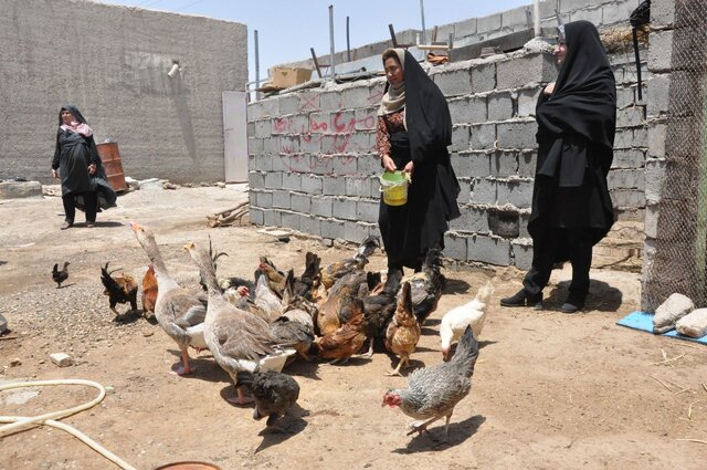 پرورش مرغ بومی راهکاری برای ایجاد اشتغال زنان روستایی منطقه سیستان پرورش مرغ بومی راهکاری برای ایجاد اشتغال زنان روستایی منطقه سیستان