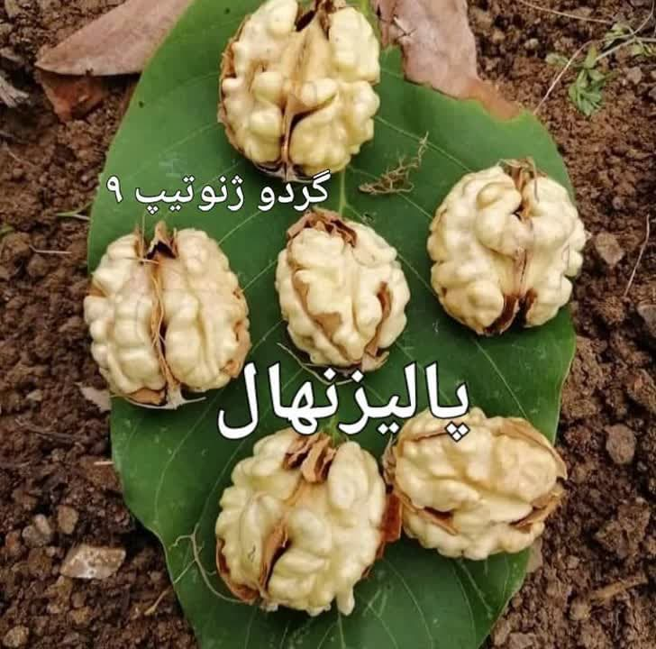 درآمد میلیاردی با کشت گردو یک فرصت طلایی