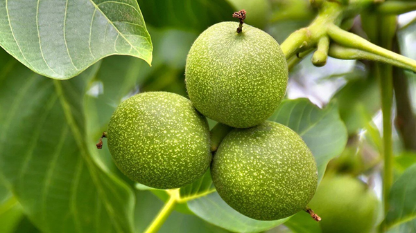 فرصت خرید نهال با قیمت پایین در جایا کالا رو به اتمام هست