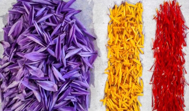 طلای سرخ، محصولی اقتصادی و کمآببر در استان بیآب کرمان