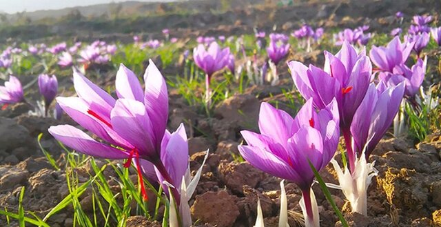 ارزآوری بیش ۲ تا ۳ میلیارد دلاری از زعفران با حمایت و سیاستگذاریهای صحیح دولت ارزآوری بیش ۲ تا ۳ میلیارد دلاری از زعفران با حمایت و سیاستگذاریهای صحیح دولت