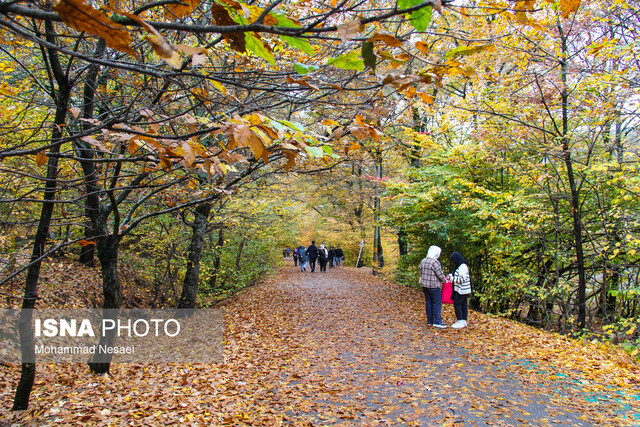 نفس عمیق در دل جنگلهای گلستان/ مسیرهای رویایی برای پیادهروی صبح جمعه نفس عمیق در دل جنگلهای گلستان/ مسیرهای رویایی برای پیادهروی صبح جمعه