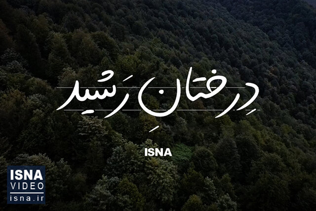 مستند کوتاه/ رشید غفاری؛ جنگلبانی که پای حیات جنگل ایستاد مستند کوتاه/ رشید غفاری؛ جنگلبانی که پای حیات جنگل ایستاد