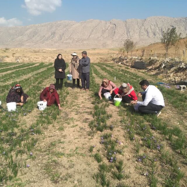 برداشت زعفران در مزارع شهرستان چرداول آغاز شد