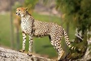 مشاهده خانواده پرجمعیت یوزپلنگ ایرانی در یوزکنام + فیلم