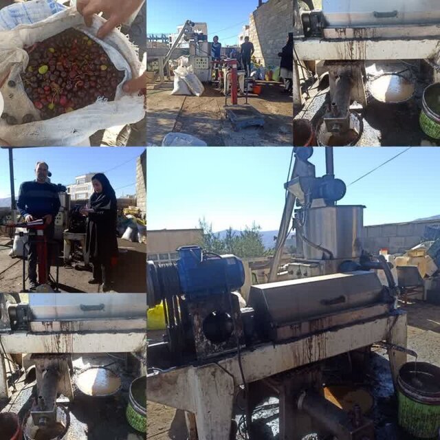 تولید بیش از ۱۲۰۰ تن زیتون در ایلام تولید بیش از ۱۲۰۰ تن زیتون در ایلام