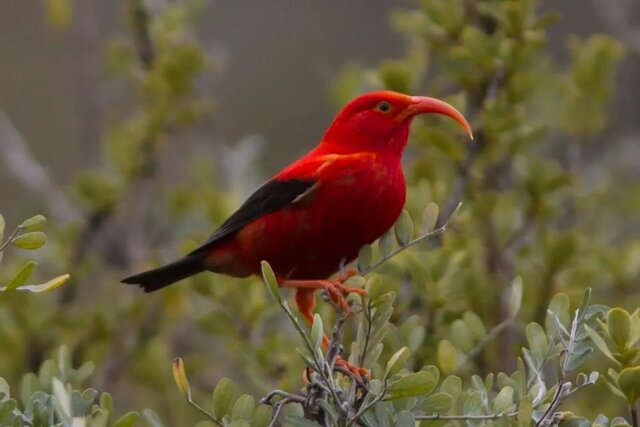سه حیوان که در مرگبارترین آتشفشانها زندگی میکنند