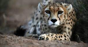 یوز پلنگ ایرانی در بحران انقراض قرار دارد / کمتر از ۳۰ قلاده در کشور وجود دارد