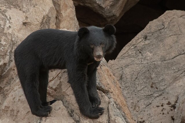 عکس تزئینی است ثبت تصویر ۲ قلاده توله خرس سیاه آسیایی در ارتفاعات شهرستان کهنوج