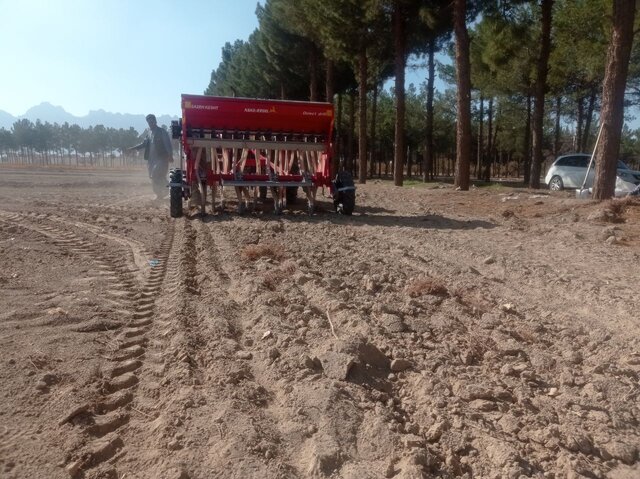 کشت ۱۱۰۰ هکتار گندم در شهرستان خاش