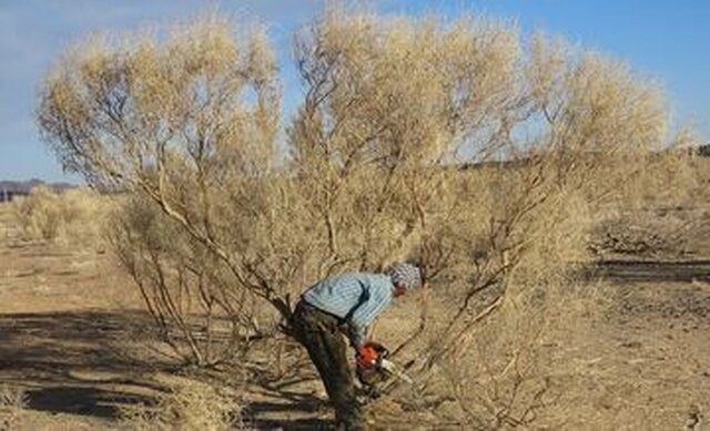 کشف بالغ بر ۶۰ تن چوب تاغ در خراسان رضوی