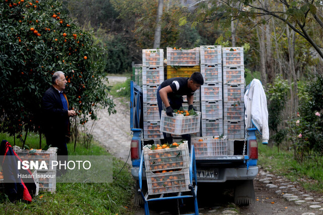 رؤیای دلارهای رنگی در سایه چالشهای دیرینه باغداری مازندران