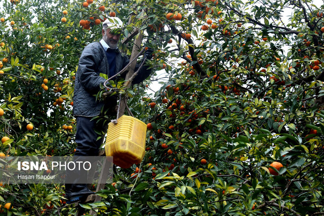 رؤیای دلارهای رنگی در سایه چالشهای دیرینه باغداری مازندران