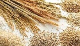 تولید بیش از ۱۳ هزار تن بذر اصلاح شده غلات در خراسان شمالی