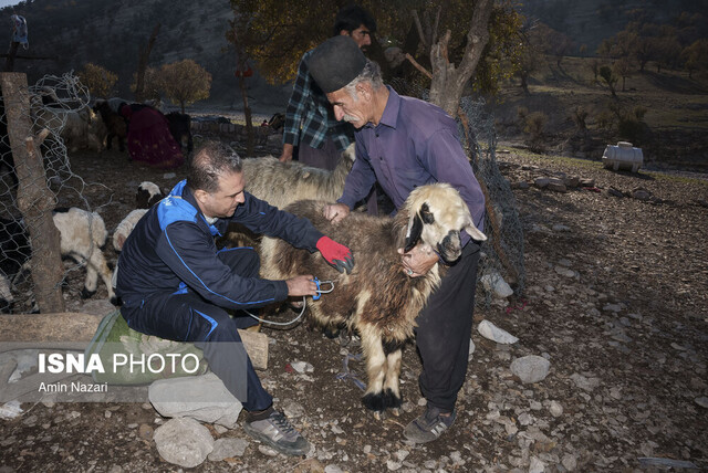 عکس تزئینی است خدمات رایگان دامپزشکی به روستائیان و عشایر استان بوشهر