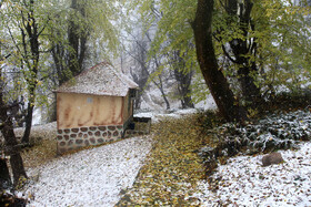 بارش برف در شهرستان سوادکوه