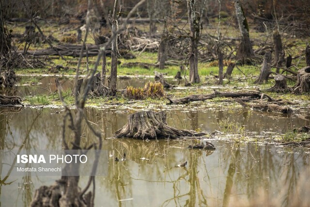 مار و پله حفاظت از جنگلهای هیرکانی را تمام کنید