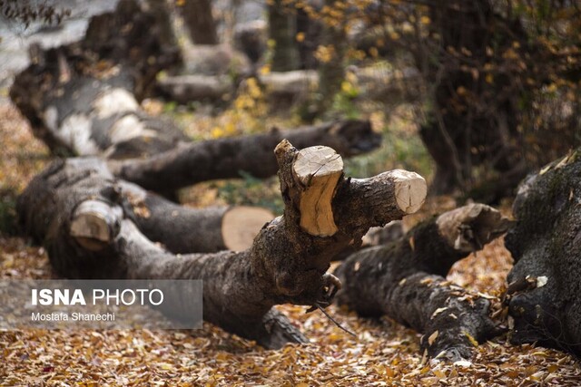 مار و پله حفاظت از جنگلهای هیرکانی را تمام کنید