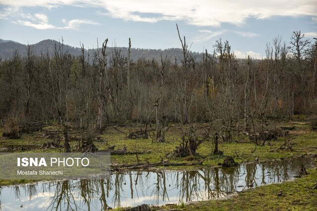 مار و پله حفاظت از جنگلهای هیرکانی را تمام کنید