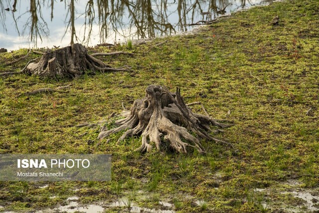 مار و پله حفاظت از جنگلهای هیرکانی را تمام کنید