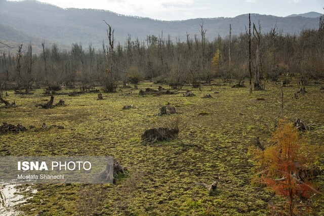 مار و پله حفاظت از جنگلهای هیرکانی را تمام کنید