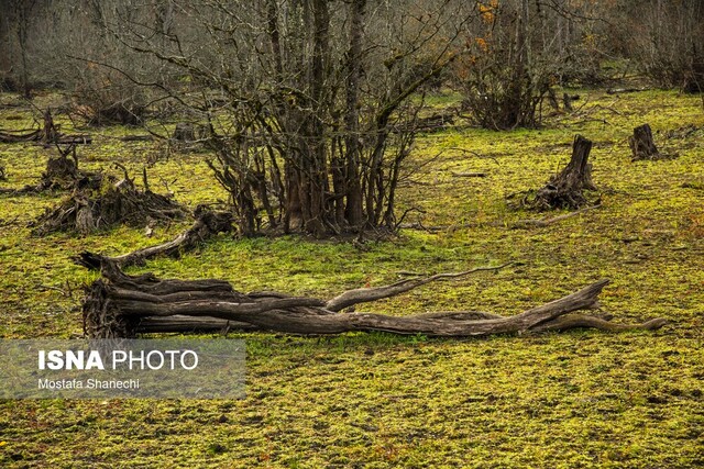 مار و پله حفاظت از جنگلهای هیرکانی را تمام کنید
