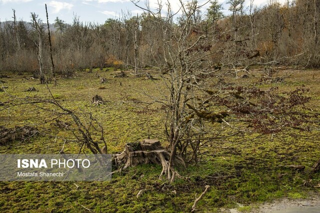 مار و پله حفاظت از جنگلهای هیرکانی را تمام کنید