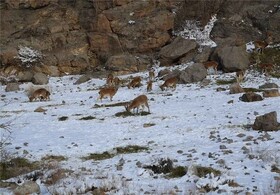 ذخیره سازی ۳۵ تن علوفه زمستانی برای حیات وحش خراسان جنوبی