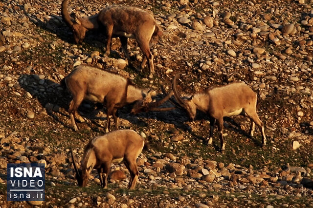 ویدیو/ سرشماری پاییزه حیاتوحش استان خوزستان ویدیو/ سرشماری پاییزه حیاتوحش استان خوزستان