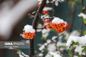 آغاز زمستان با بارش برف و باران در البرز