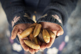 بلوط یکی از محصولات دهستان احمدفداله از توابع شهرستان دزفول