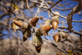 بلوط یکی از محصولات دهستان احمدفداله از توابع شهرستان دزفول