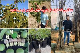 مطالبی که قبل از خرید نهال گردو باید بدانید