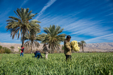 نرگس زار خفردر استان فارس