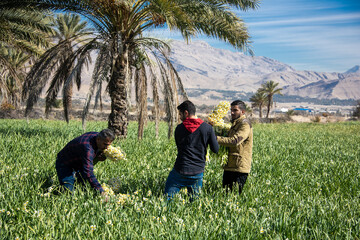 نرگس زار خفردر استان فارس